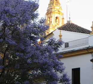 Jacarandabaum küsst Giralda