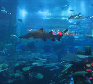 Großes Aquarium in der Dubai Mall