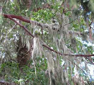 Epiphyt