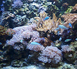 Sea Life Aquarium Gardaland