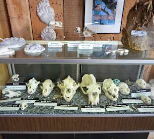 Museum Whale Interpretive Centre Telegraph Cove