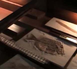 Naturhistorisches Museum