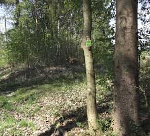 Wanderweg Hochgehwachsen