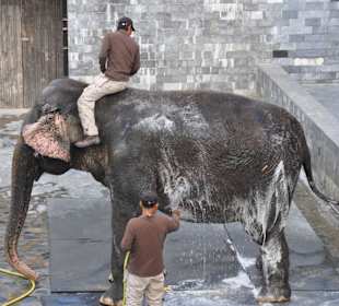Elefantenbad