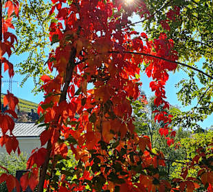 Wanderung via Alpina Bozen-Jenesien-Meran 2000