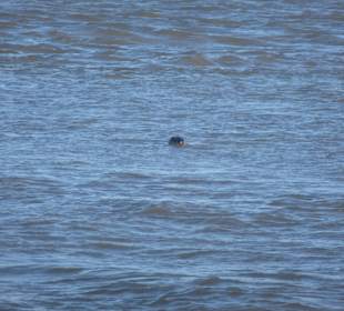 Seehund in der Nordsee