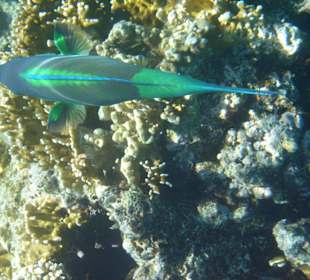 Far Garden Reef