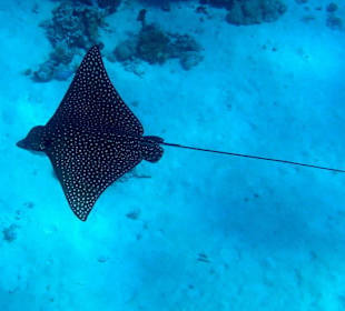 Скат орляк - Hotel Tropitel Sahl Hasheesh