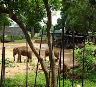 Elefantenreiten Sigiriya