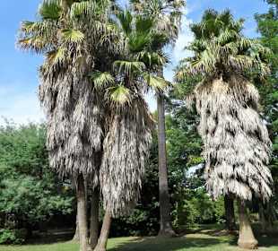 Impressionen aus dem Jardin des Plantes