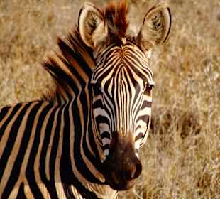 Zebras haben wir 10000 gesehen