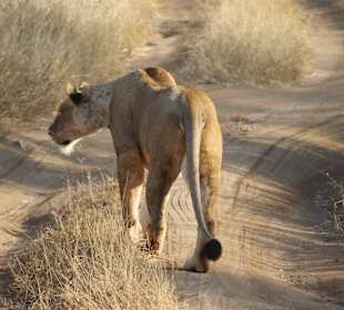 Liones at Tsavo east