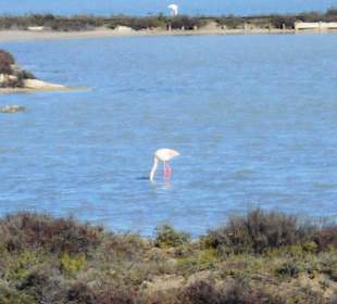 Parco Naturale Molentargius Saline