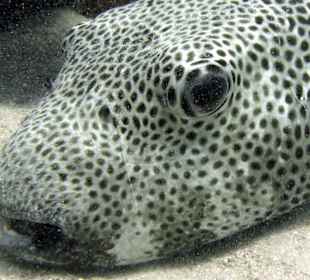 Riesenkugelfisch, Hausbucht