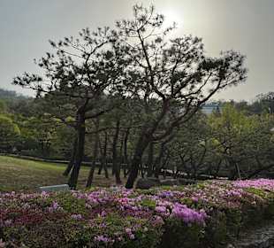 Namsangol Hanok Village
