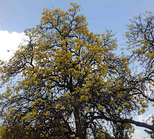 Blooming trees in Cubbon Park