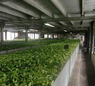 Hier werden die Teeblätter getrocknet