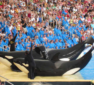 Loro Parque, Walshow
