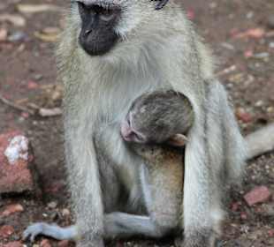 Affenmutter mit ihrem Jungen