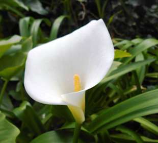 Palheiro Gardens