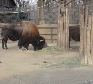 Bison