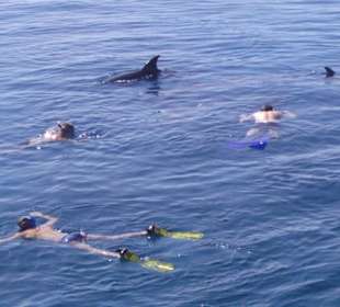 Schwimmen mit Delfinen