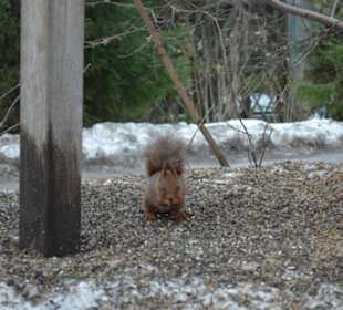 Freilichtmuseum Skansen