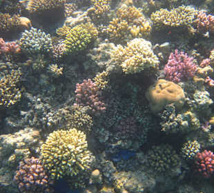Schnorcheln im Hausriff