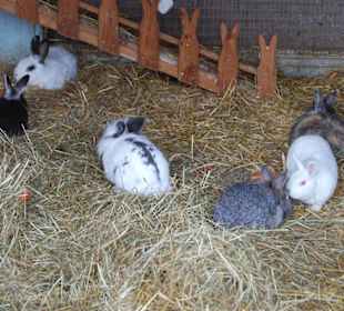 Das Kaninchenparadies