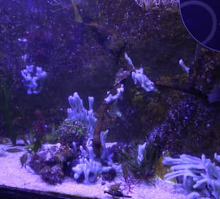 Sea Life
