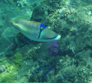 Picasso-Drückerfisch am Hausriff