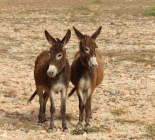 In 10 Jahren will ich einen Euro...