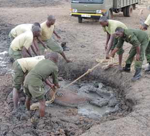 Babyfant-Rettung auf dem Weg nach Galdessa