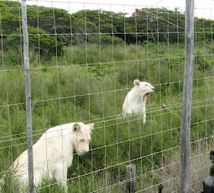 Weiße Löwen (Jeepsafari)