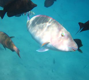 Fisch live im Wasser