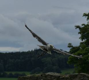 Flugshow