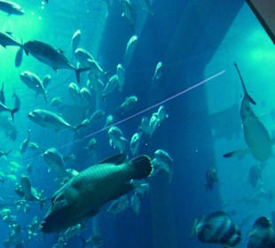 Ein Schwarm von Fischen