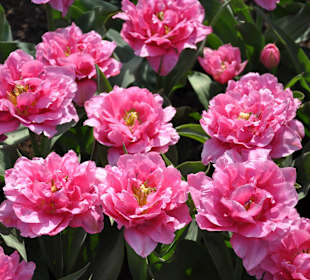 Парк Кекенхоф в Голандии