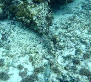 Unter Wasser am Hausriff