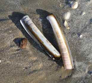 Schwertmuscheln am Strand