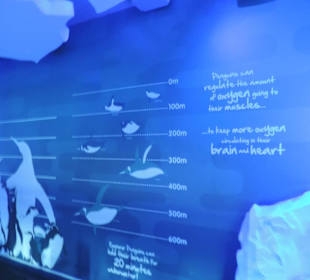 Weg zu den Pinguinen