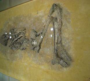 Rheinisches Landesmuseum