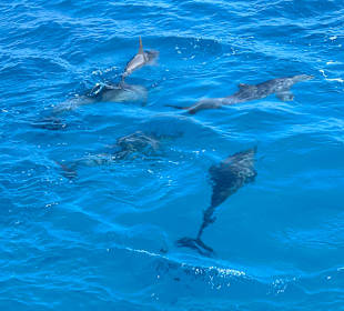 Delfine am Boot
