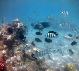 Fische am Amwaj Blue Beach Resort & Spa Abu Soma