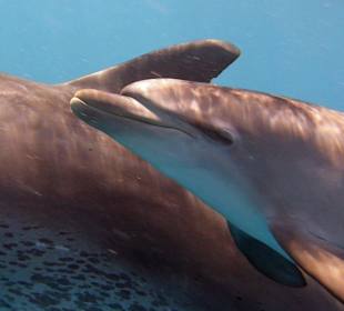 Delfintour 11.10.2013