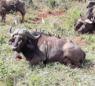 Geht's wie mir - einer tanzt immer auf der Nase 