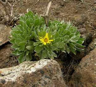 Pico de la Zarza: Goldstern