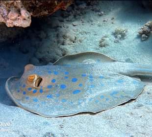 Schnorcheln Makadi Bay