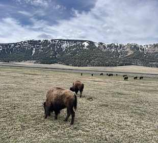 Yellowstone Nationalpark