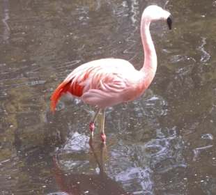Weltvogelpark Walsrode